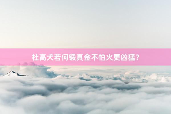杜高犬若何锻真金不怕火更凶猛？